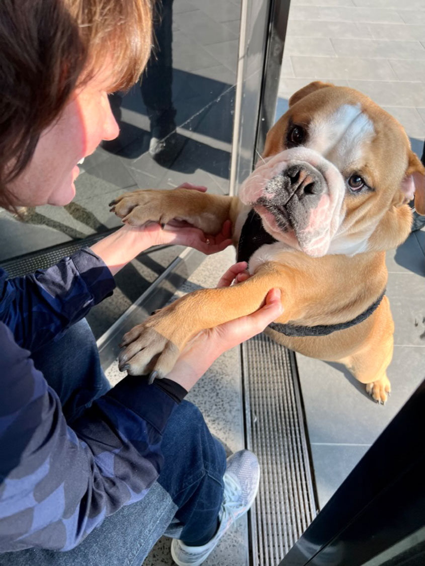 A bulldog greeting a woman.