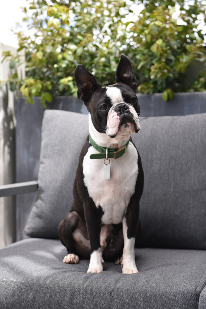 A French Bulldog sitting up like a good boy.