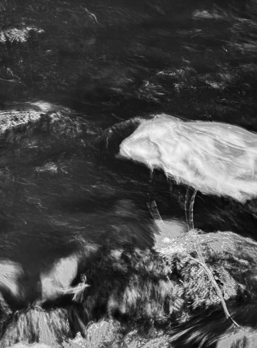 Blurry photo of a bird at the merri creek.